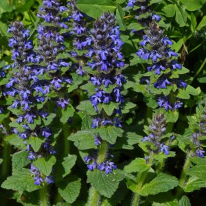 Ajuga genevensis Bugle de Genève