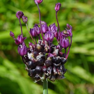 Allium scorodoprasum Mésinges 74DSC_6932