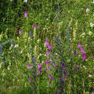 Anacamptis pyramidalis RN Dranse Thonon 74DSC_5787