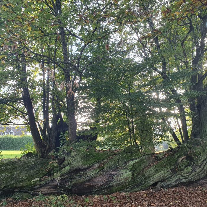 Castanea sativa la chavanne Allinges 74_20241016_164410