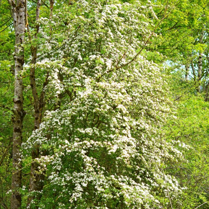 Crataegus monogyna Mésinges 74DSC_7282