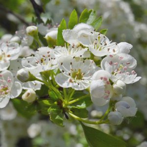 Crataegus monogyna Reserve Dranse Thonon 74DSC_0798-2