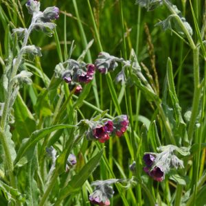 Cynoglossum officinale Valezan 73DSC_5678
