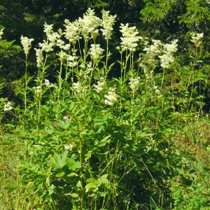 Filipendula ulmaria Ubine Cornettes de Bises 74DSC_8631