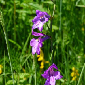 Gladiolus palustris Les Reulands à Perrignier 74DSC_9980