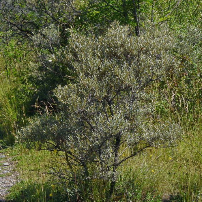 Hippophae rhamnoides RN Dranse Thonon 74DSC_6232