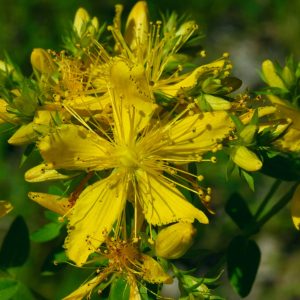Hypericum perforatum RN Dranse Thonon 74DSC_6306