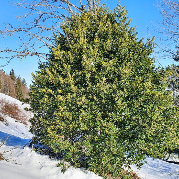 Ilex aquifolium 7420250202_105248-bis