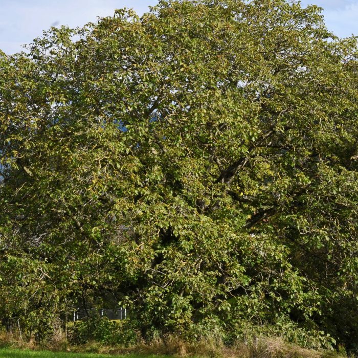 Juglans nigra Allinges 74DSC_8793