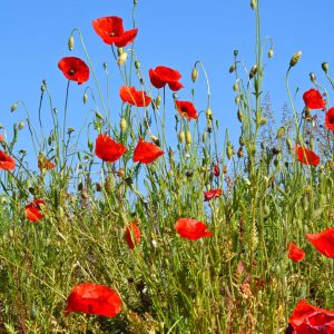 Papaver rhoeas rond point de Morcy Thonon (74)DSC_6530