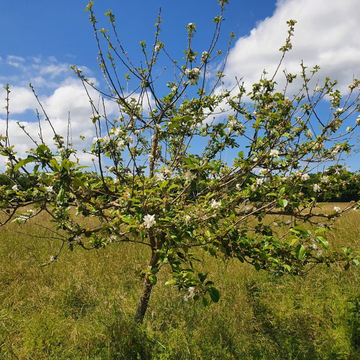 Pommier Reinette de Savoie Guidou 74 _20240604_121216(1)