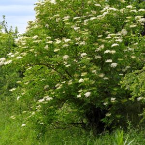 Sambucus nigra chez Jérome Meynet Bellevaux 74DSC_9611