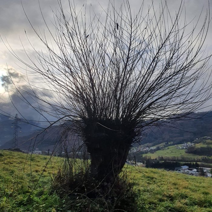 Trogne Salix eleagnos Glairon-Mondet Ugine_20241203_094934